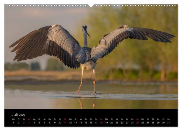 Produktbild: Reiher - Der Tanz auf dem Wasser (Wandkalender 2027 DIN A2 quer), CALVENDO Monatskalender