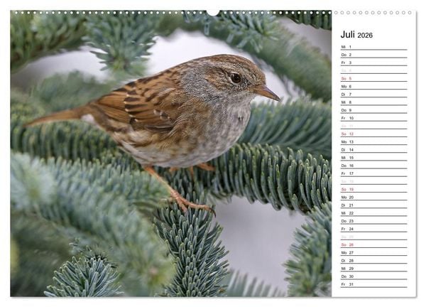 Produktbild: Unsere heimischen Gartenv&ouml;gel (Wandkalender 2026 DIN A2 quer), CALVENDO Monatskalender