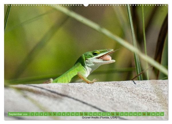 Produktbild: Reptilien wild und sch&ouml;n (Wandkalender 2026 DIN A2 quer), CALVENDO Monatskalender