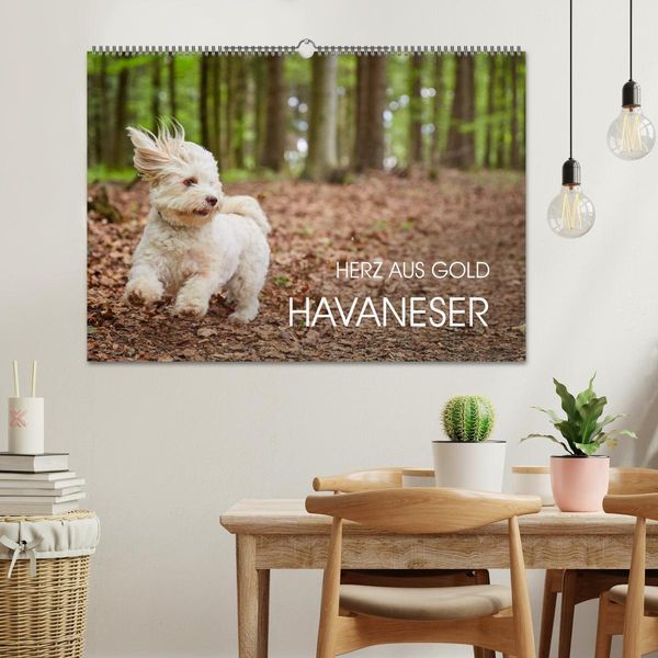Produktbild: Havaneser - Herz aus Gold (Wandkalender 2026 DIN A2 quer), CALVENDO Monatskalender