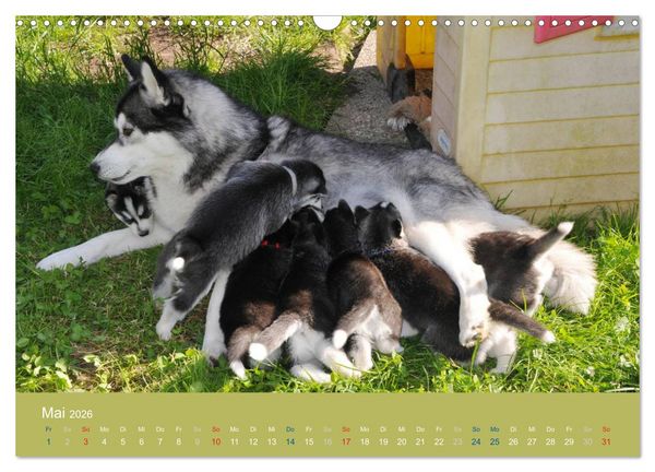 Produktbild: Husky Welpen (Wandkalender 2026 DIN A3 quer), CALVENDO Monatskalender
