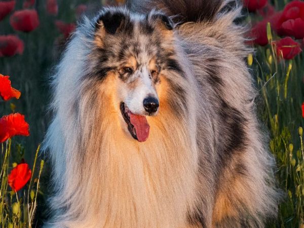 Produktbild: CALVENDO Puzzle Collie - Mein bester Freund | 1000 Teile Lege-Gr&ouml;&szlig;e 64x48cm Foto-Puzzle f&uuml;r gl&uuml;ckliche Stunden