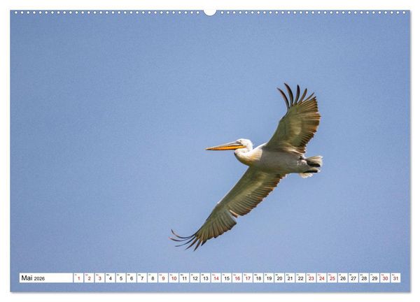 Produktbild: Vogelparadies Volvi-See (hochwertiger Premium Wandkalender 2026 DIN A2 quer), Kunstdruck in Hochglanz