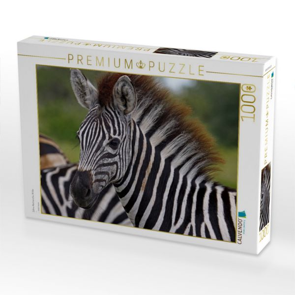 Produktbild: CALVENDO Puzzle Zebra-Nachwuchs, Afrika | 1000 Teile Lege-Gr&ouml;&szlig;e 64x48cm Foto-Puzzle f&uuml;r gl&uuml;ckliche Stunden