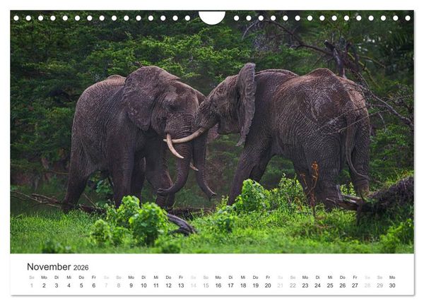 Produktbild: Elefanten - Sanfte Riesen in Afrika (Wandkalender 2026 DIN A4 quer), CALVENDO Monatskalender
