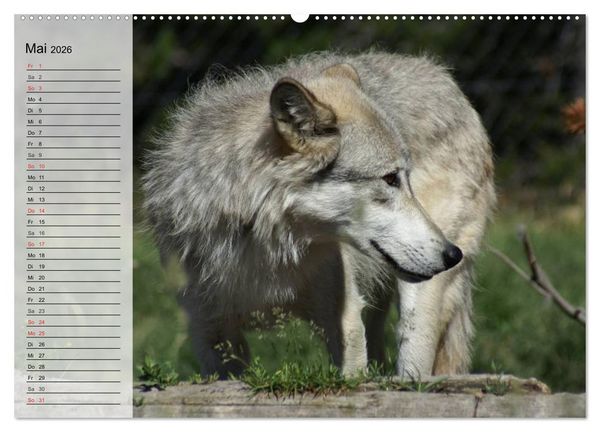 Produktbild: W&ouml;lfe. Graue Eminenzen (Wandkalender 2026 DIN A2 quer), CALVENDO Monatskalender