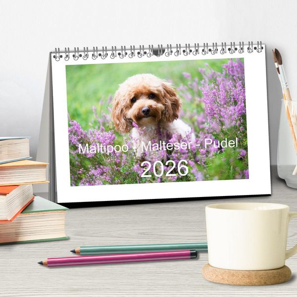 Produktbild: Maltipoo - Malteser -Pudel (Tischkalender 2026 DIN A5 quer), CALVENDO Monatskalender