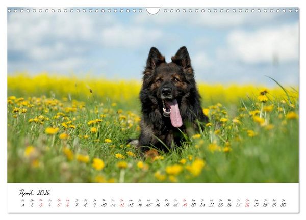 Produktbild: Zauberhafte Langhaar Sch&auml;ferhunde (Wandkalender 2026 DIN A3 quer), CALVENDO Monatskalender