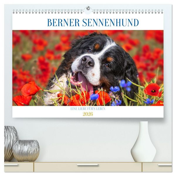 Berner Sennenhund - Eine Liebe für ́s Leben (hochwertiger Premium Wandkalender 2026 DIN A2 quer), Kunstdruck in Hochglanz