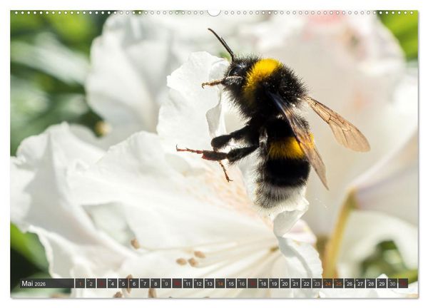 Produktbild: Sehe die Bienen (Wandkalender 2026 DIN A2 quer), CALVENDO Monatskalender
