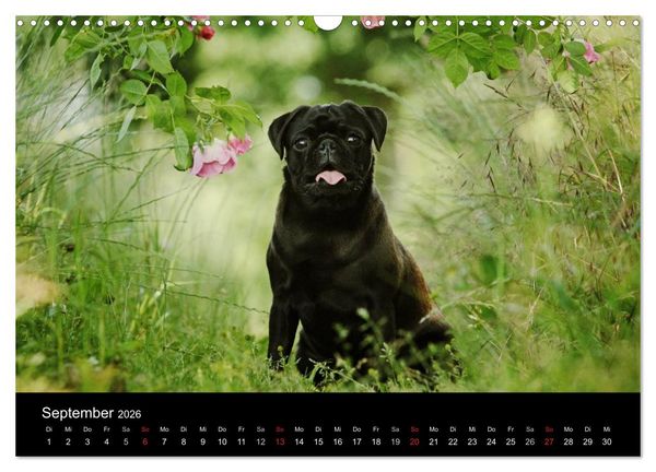 Produktbild: Der MOPS-Kalender (Wandkalender 2026 DIN A3 quer), CALVENDO Monatskalender