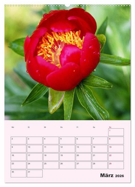 Produktbild: Pfingstrosen Rosen ohne Dornen (Wandkalender 2026 DIN A2 hoch), CALVENDO Monatskalender
