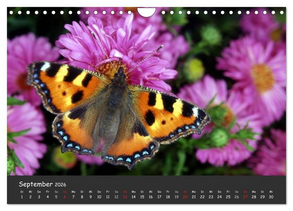 Produktbild: Wundersch&ouml;ne Schmetterlinge (Wandkalender 2026 DIN A4 quer), CALVENDO Monatskalender