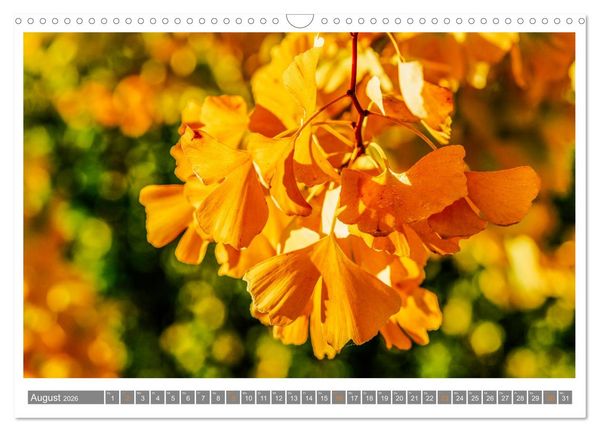 Produktbild: Mit Ginkgo biloba durch das Jahr (Wandkalender 2026 DIN A3 quer), CALVENDO Monatskalender