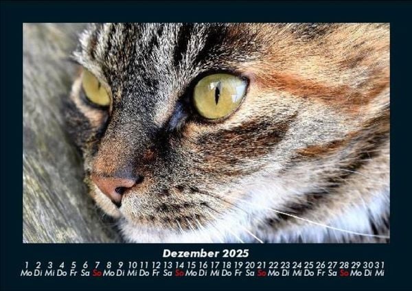 Produktbild: F&uuml;r Katzenfreunde 2025 Fotokalender DIN A5