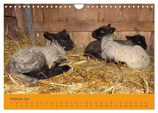 Produktbild: Shropshire Schafe (Wandkalender 2026 DIN A4 quer), CALVENDO Monatskalender