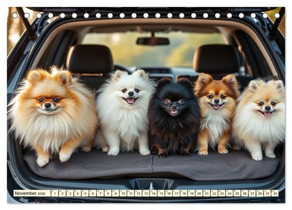 Produktbild: Tausendsassa - Pomeranian (Tischkalender 2026 DIN A5 quer), CALVENDO Monatskalender