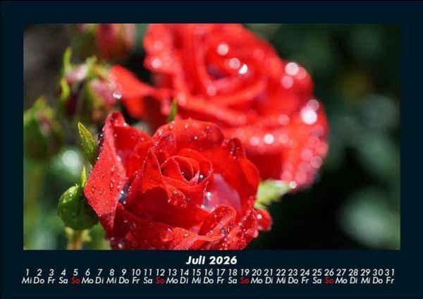 Produktbild: Rosen-Kalender 2026 Fotokalender DIN A5