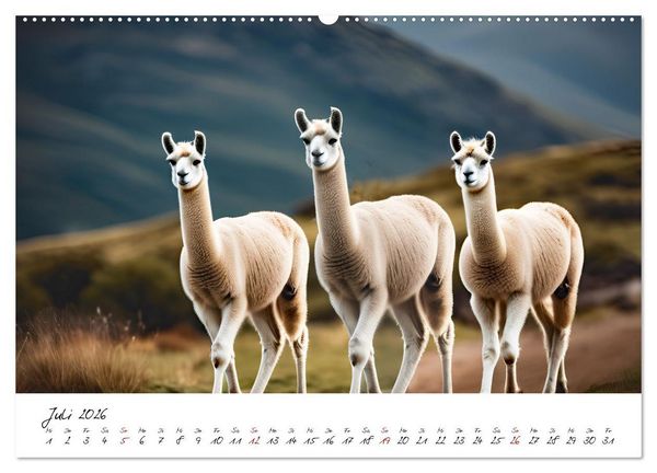 Produktbild: Alpakas, die sanften Andenbewohner (Wandkalender 2026 DIN A2 quer), CALVENDO Monatskalender