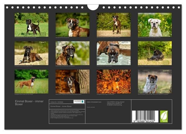 Produktbild: Einmal Boxer - immer Boxer (Wandkalender 2027 DIN A4 quer), CALVENDO Monatskalender