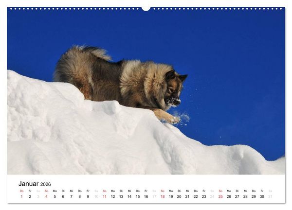 Produktbild: Der Wolfsspitz (Wandkalender 2026 DIN A2 quer), CALVENDO Monatskalender