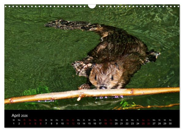 Produktbild: Das Leben der Biber (Wandkalender 2026 DIN A3 quer), CALVENDO Monatskalender