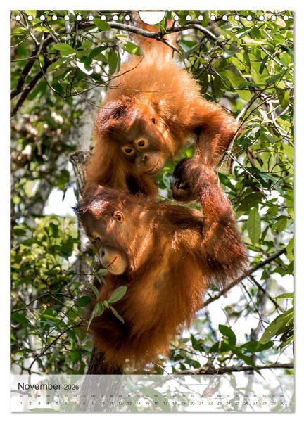 Produktbild: BORNEO Bedrohtes Paradies (Wandkalender 2026 DIN A4 hoch), CALVENDO Monatskalender