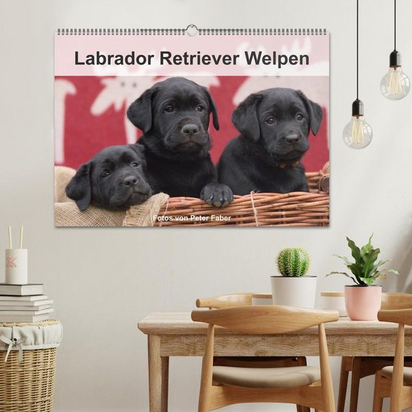 Produktbild: Labrador Retriever Welpen (Wandkalender 2026 DIN A2 quer), CALVENDO Monatskalender