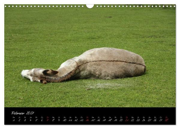 Produktbild: Esel - liebenswerte Langohren (Wandkalender 2027 DIN A3 quer), CALVENDO Monatskalender