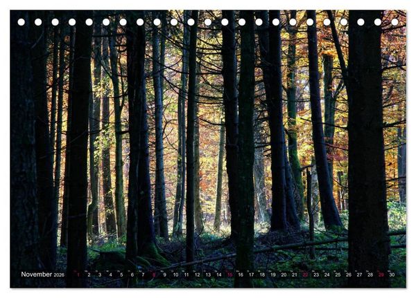 Produktbild: Erleuchtung im Wald (Tischkalender 2026 DIN A5 quer), CALVENDO Monatskalender