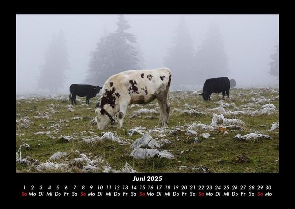 Produktbild: Kuhkalender 2025 Fotokalender DIN A3