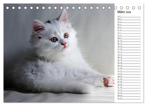 Produktbild: Aus der Kinderstube der Perserkatze (Tischkalender 2026 DIN A5 quer), CALVENDO Monatskalender