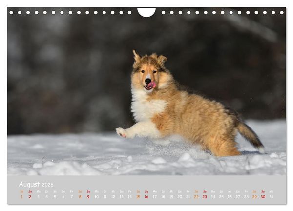 Produktbild: Collie Welpen im Schnee (Wandkalender 2026 DIN A4 quer), CALVENDO Monatskalender