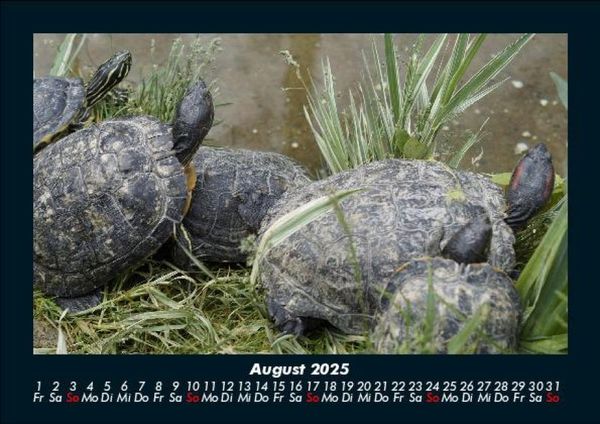 Produktbild: Schildkr&ouml;tenzauber 2025 Fotokalender DIN A5