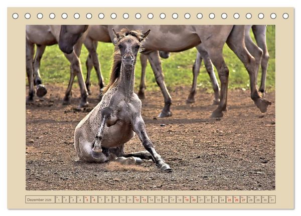 Produktbild: D&uuml;lmener Wildpferde im M&uuml;nsterland (Tischkalender 2026 DIN A5 quer), CALVENDO Monatskalender