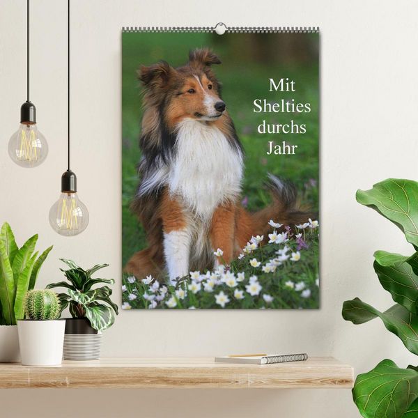 Produktbild: Mit Shelties durchs Jahr (Wandkalender 2026 DIN A2 hoch), CALVENDO Monatskalender