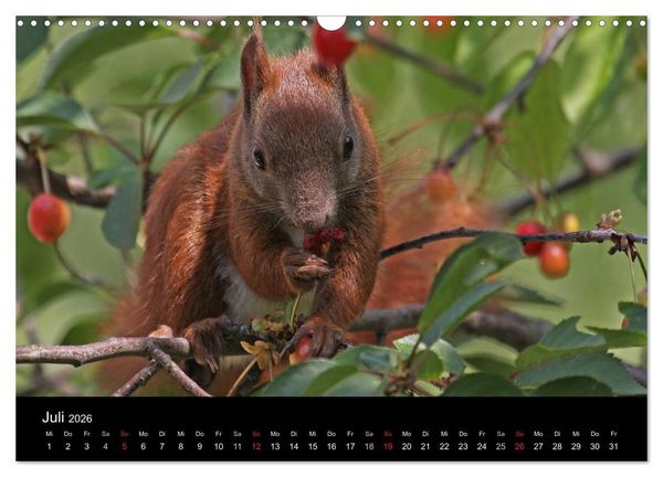 Produktbild: Artist im Garten. Das Eichh&ouml;rnchen (Wandkalender 2026 DIN A3 quer), CALVENDO Monatskalender