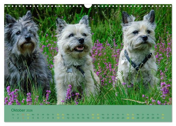 Produktbild: Cairns Forever (Wandkalender 2026 DIN A3 quer), CALVENDO Monatskalender