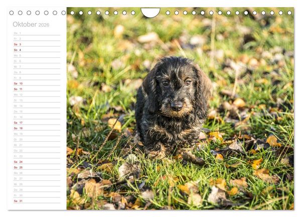 Produktbild: Rauhaardackel Motte & Friends (Wandkalender 2026 DIN A4 quer), CALVENDO Monatskalender