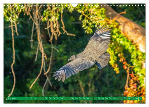 Produktbild: Greifv&ouml;gel - wild und sch&ouml;n (Wandkalender 2026 DIN A3 quer), CALVENDO Monatskalender