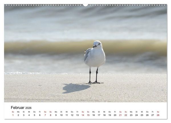 Produktbild: M&ouml;wen am Meer (hochwertiger Premium Wandkalender 2026 DIN A2 quer), Kunstdruck in Hochglanz