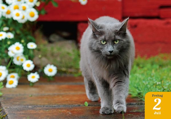 Produktbild: Katzenpoesie 2027