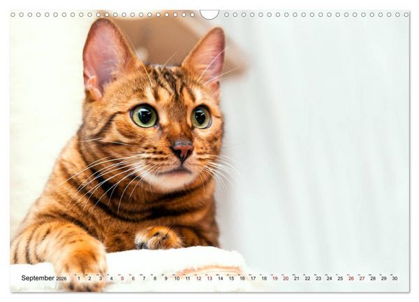 Produktbild: Liebe auf den ersten Katzenblick (Wandkalender 2026 DIN A3 quer), CALVENDO Monatskalender