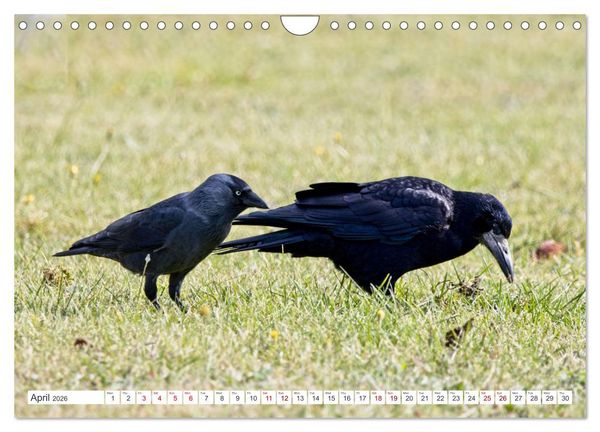Produktbild: Corvids - Black and Beautiful (Wall Calendar 2026 DIN A4 landscape), CALVENDO 12 Month Wall Calendar
