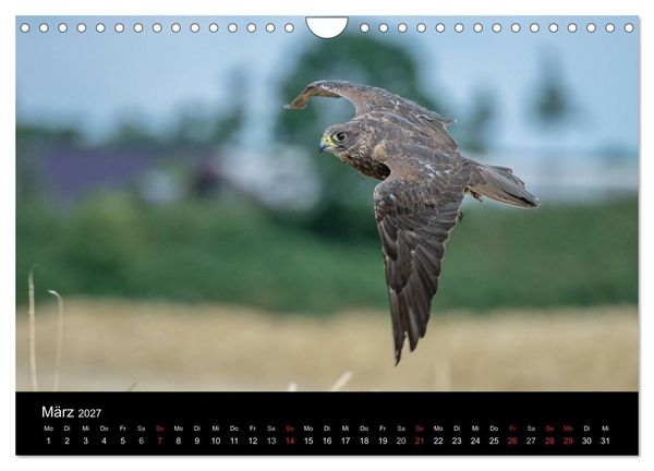 Produktbild: Sch&ouml;nheiten der L&uuml;fte - Greifv&ouml;gel (Wandkalender 2027 DIN A4 quer), CALVENDO Monatskalender