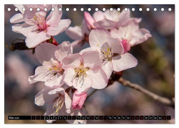 Produktbild: Fr&uuml;hlingsbl&uuml;her - Farbenpracht nach dem Winter (Tischkalender 2026 DIN A5 quer), CALVENDO Monatskalender