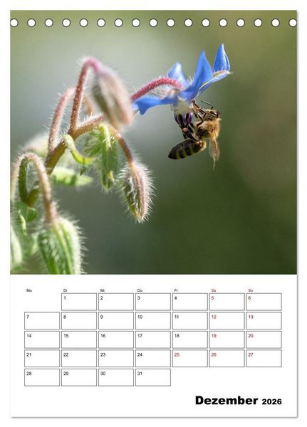 Produktbild: Hummeln und Bienen Terminplaner (Tischkalender 2026 DIN A5 hoch), CALVENDO Monatskalender