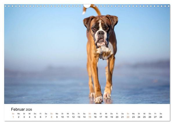 Produktbild: Deutscher Boxer (Wandkalender 2026 DIN A3 quer), CALVENDO Monatskalender