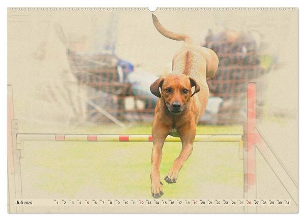 Produktbild: Rhodesian Ridgeback 2026 (hochwertiger Premium Wandkalender 2026 DIN A2 quer), Kunstdruck in Hochglanz
