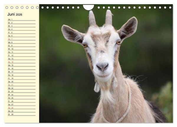 Produktbild: Ziegen. Lustige Ausbruchsk&uuml;nstler (Wandkalender 2026 DIN A4 quer), CALVENDO Monatskalender